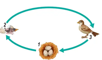 6. Sınıf Fen Bilimleri Ders Kitabı Sayfa 99 Cevapları MEB Yayınları