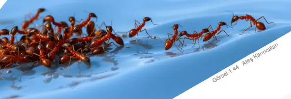 6. Sınıf Sosyal Bilgiler Ders Kitabı 38-39-41-45-46-47-48-49. Sayfa Cevapları 1. KİTAP 6. Sınıf Sosyal Bilgiler Ders Kitabı Sayfa 38 Cevapları MEB Yayınları