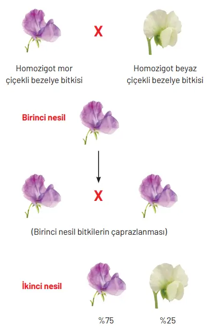 8. Sınıf Fen Bilimleri Ders Kitabı Sayfa 101 Cevapları Hecce Yayıncılık