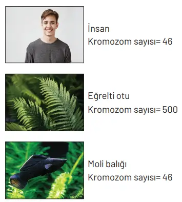 8. Sınıf Fen Bilimleri Ders Kitabı Sayfa 102 Cevapları Hecce Yayıncılık