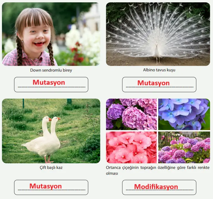 8. Sınıf Fen Bilimleri Ders Kitabı Sayfa 66 Cevapları MEB Yayınları