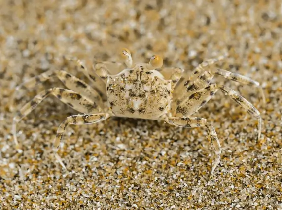 8. Sınıf Fen Bilimleri Ders Kitabı Sayfa 68 Cevapları MEB Yayınları