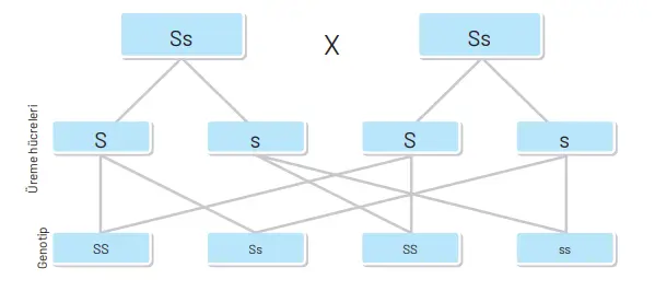 8. Sınıf Fen Bilimleri Ders Kitabı Sayfa 72 Cevapları Hecce Yayıncılık