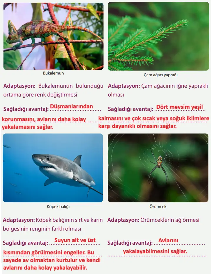 8. Sınıf Fen Bilimleri Ders Kitabı Sayfa 72 Cevapları MEB Yayınları