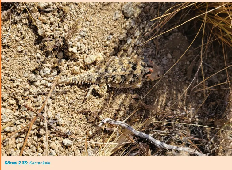 8. Sınıf Fen Bilimleri Ders Kitabı Sayfa 78-80-81. Cevapları Hecce Yayıncılık 8. Sınıf Fen Bilimleri Ders Kitabı Sayfa 78 Cevapları Hecce Yayıncılık