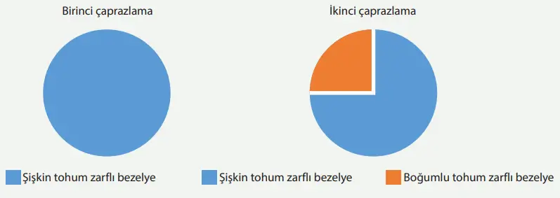 8. Sınıf Fen Bilimleri Ders Kitabı Sayfa 85 Cevapları MEB Yayınları