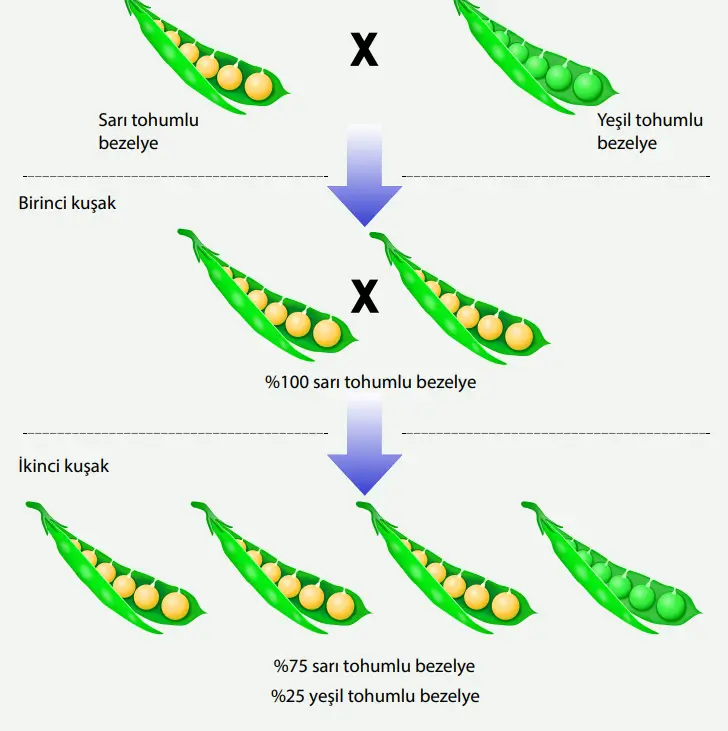 8. Sınıf Fen Bilimleri Ders Kitabı Sayfa 86 Cevapları MEB Yayınları