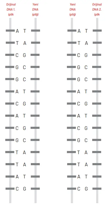 8. Sınıf Fen Bilimleri Ders Kitabı Sayfa 93 Cevapları Hecce Yayıncılık