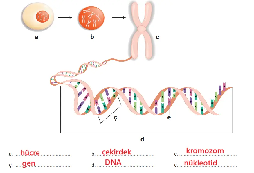8. Sınıf Fen Bilimleri Ders Kitabı Sayfa 94 Cevapları Hecce Yayıncılık