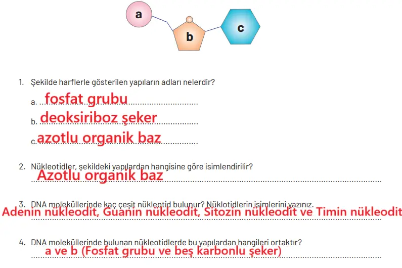 8. Sınıf Fen Bilimleri Ders Kitabı Sayfa 95 Cevapları Hecce Yayıncılık