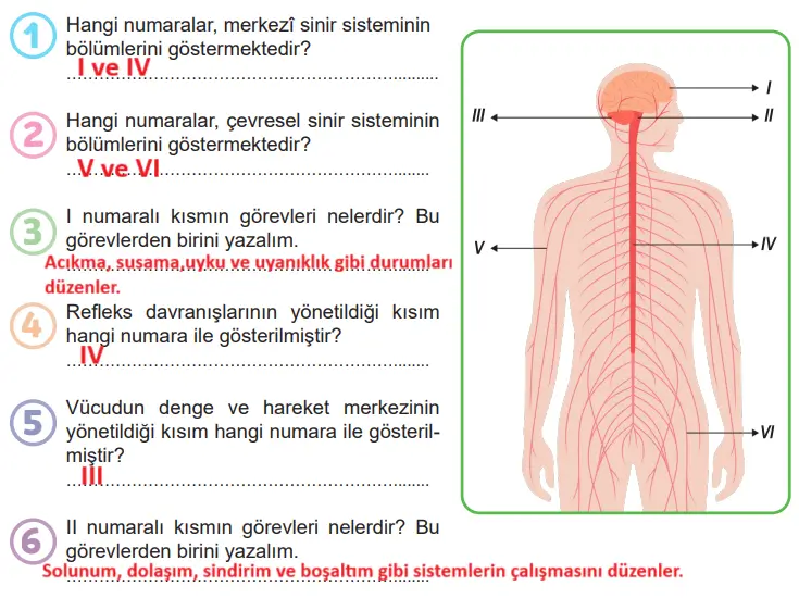 6. Sınıf Fen Bilimleri Ders Kitabı 109-110-111-112-113. Sayfa Cevapları 1. KİTAP 6. Sınıf Fen Bilimleri Ders Kitabı Sayfa 113 Cevapları MEB Yayınları
