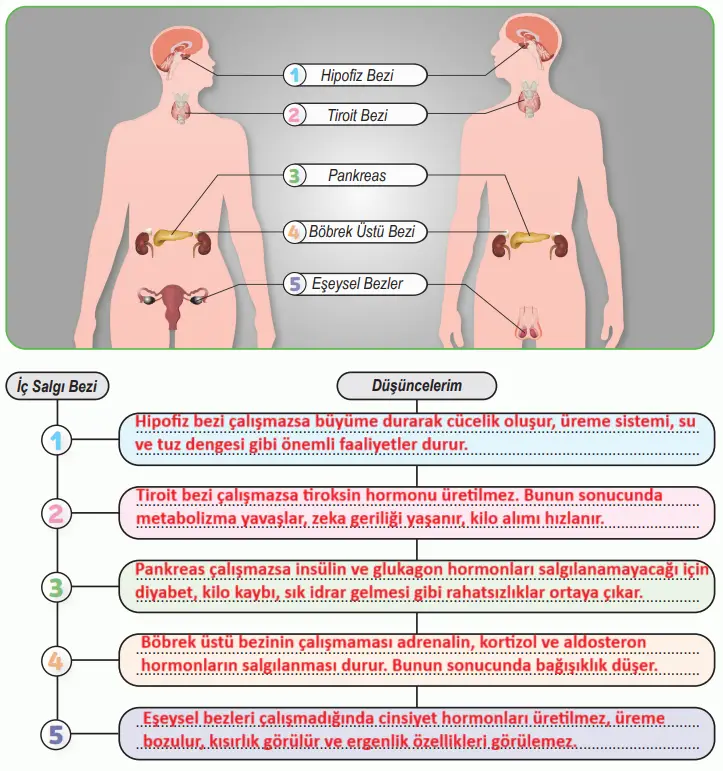 6. Sınıf Fen Bilimleri Ders Kitabı 114-116-117-118. Sayfa Cevapları 1. KİTAP 6. Sınıf Fen Bilimleri Ders Kitabı Sayfa 116 Cevapları MEB Yayınları