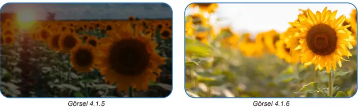 6. Sınıf Fen Bilimleri Ders Kitabı 134-136-137-138-139-140-141. Sayfa Cevapları 1. KİTAP 6. Sınıf Fen Bilimleri Ders Kitabı Sayfa 141 Cevapları MEB Yayınları