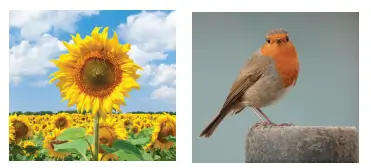 3. Sınıf Fen Bilimleri Ders Kitabı Sayfa 183-184-186-187-188-189. Cevapları CEM Yayıncılık 3. Sınıf Fen Bilimleri Ders Kitabı Sayfa 186 Cevapları CEM Yayıncılık