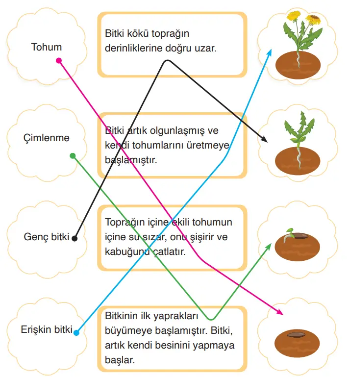 3. Sınıf Fen Bilimleri Ders Kitabı Sayfa 210 Cevapları CEM Yayıncılık