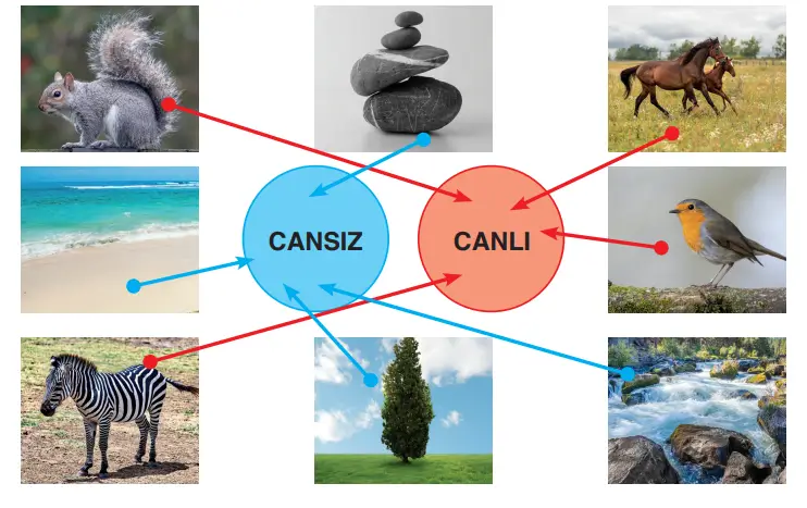 3. Sınıf Fen Bilimleri Ders Kitabı Sayfa 212 Cevapları CEM Yayıncılık