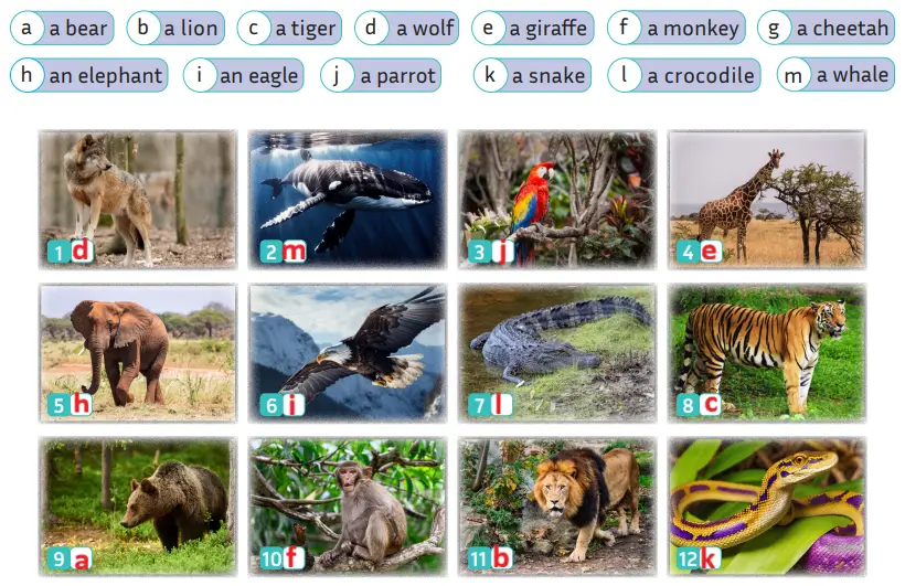 5. Sınıf İngilizce Ders Kitabı Sayfa 116 Cevapları MEB Yayınları