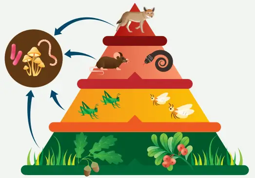 8. Sınıf Fen Bilimleri Ders Kitabı Sayfa 199 Cevapları MEB Yayınları