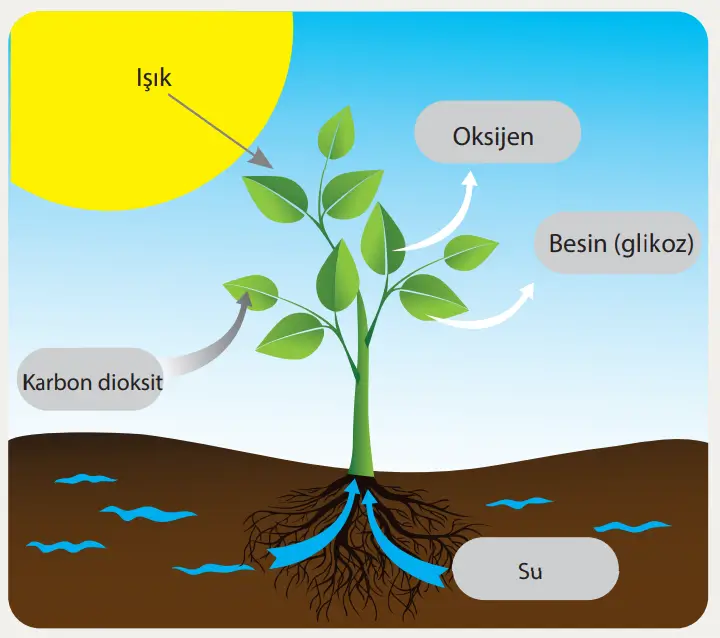 8. Sınıf Fen Bilimleri Ders Kitabı Sayfa 207 Cevapları MEB Yayınları