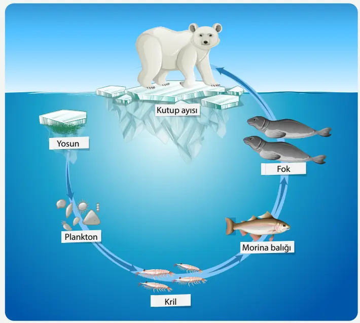 8. Sınıf Fen Bilimleri Ders Kitabı Sayfa 227-228-229-230-231-232-233-234-235-236-237. Cevapları MEB Yayınları 8. Sınıf Fen Bilimleri Ders Kitabı Sayfa 234 Cevapları MEB Yayınları