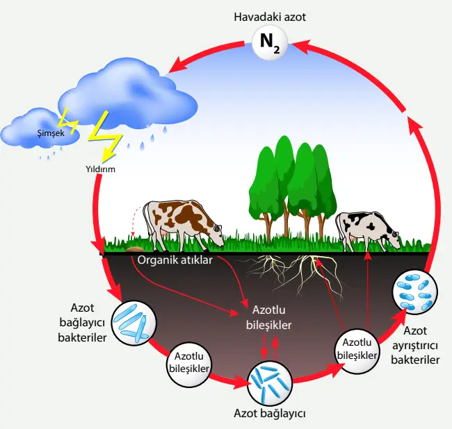 8. Sınıf Fen Bilimleri Ders Kitabı Sayfa 227-228-229-230-231-232-233-234-235-236-237. Cevapları MEB Yayınları 8. Sınıf Fen Bilimleri Ders Kitabı Sayfa 237 Cevapları MEB Yayınları