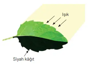 8. Sınıf Fen Bilimleri Ders Kitabı Sayfa 233-234-235-236-240-241. Cevapları Hecce Yayıncılık 8. Sınıf Fen Bilimleri Ders Kitabı Sayfa 241 Cevapları Hecce Yayıncılık