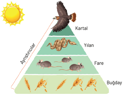 8. Sınıf Fen Bilimleri Ders Kitabı Sayfa 265 Cevapları Hecce Yayıncılık 8. Sınıf Fen Bilimleri Ders Kitabı Sayfa 265 Cevapları Hecce Yayıncılık