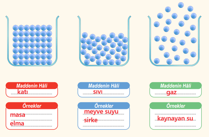 6. Sınıf Fen Bilimleri Ders Kitabı Sayfa 98 Cevapları MEB Yayınları