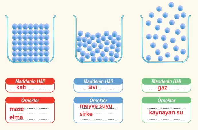 6. Sınıf Fen Bilimleri Ders Kitabı Sayfa 98 Cevapları MEB Yayınları 6. Sınıf Fen Bilimleri Ders Kitabı Sayfa 98 Cevapları MEB Yayınları