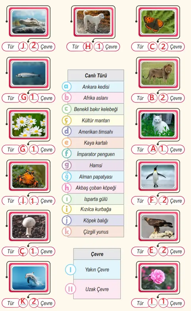 6. Sınıf Fen Bilimleri Ders Kitabı Sayfa 99 Cevapları MEB Yayınları