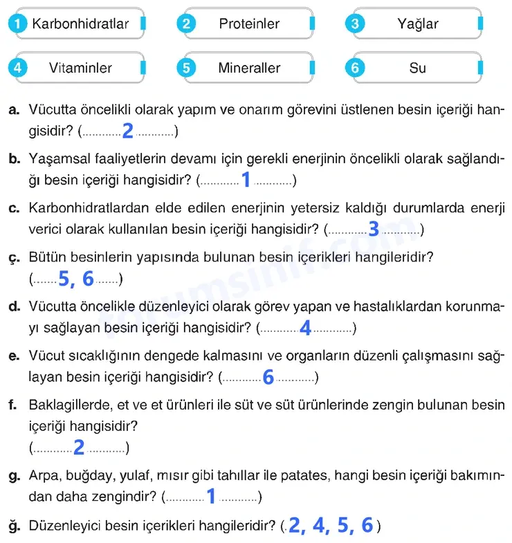 4. Sınıf Fen Bilimleri Sayfa 87 Cevapları Adım Adım 4. Sınıf Fen Bilimleri Sayfa 87 Cevapları Adım Adım