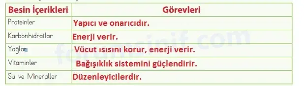 4. Sınıf Fen Bilimleri Ders Kitabı Sayfa 54 Cevapları MEB Yayınları 4. Sınıf Fen Bilimleri Ders Kitabı Sayfa 54 Cevapları MEB Yayınları