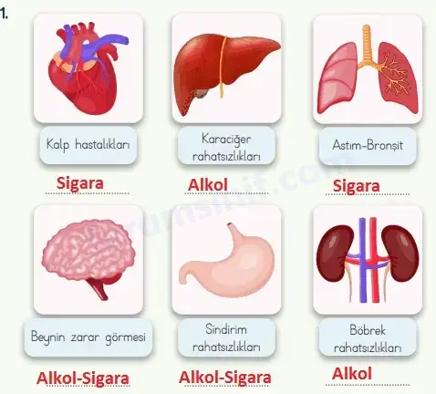 4. Sınıf Fen Bilimleri Ders Kitabı Sayfa 65 Cevapları MEB Yayınları 4. Sınıf Fen Bilimleri Ders Kitabı Sayfa 65 Cevapları MEB Yayınları