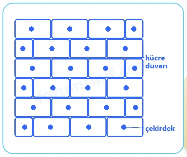 5. Sınıf Fen Bilimleri Sayfa 101 Cevapları 1. Kitap