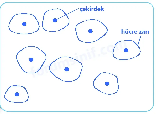5. Sınıf Fen Bilimleri Sayfa 102 Cevapları 1. Kitap