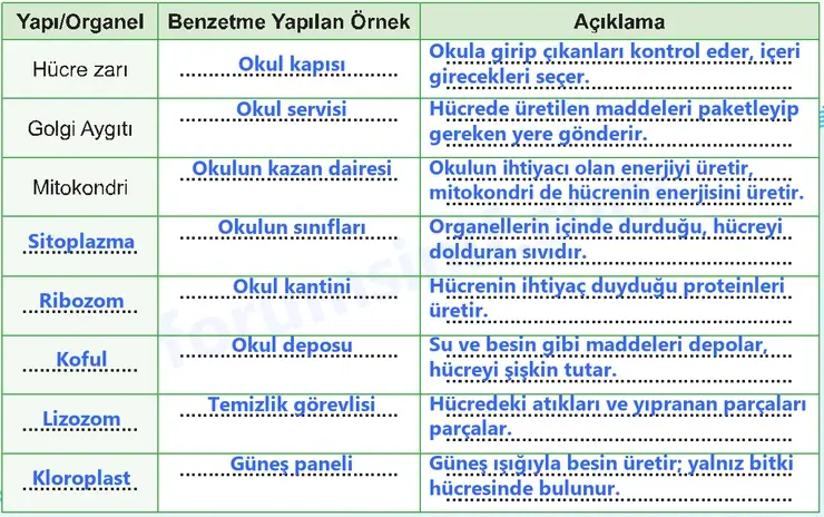 5. Sınıf Fen Bilimleri Sayfa 107 Cevapları 1. Kitap