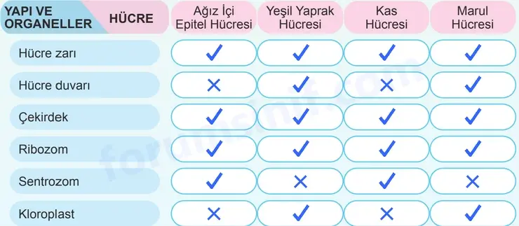 5. Sınıf Fen Bilimleri Sayfa 110 Cevapları 1. Kitap - 2
