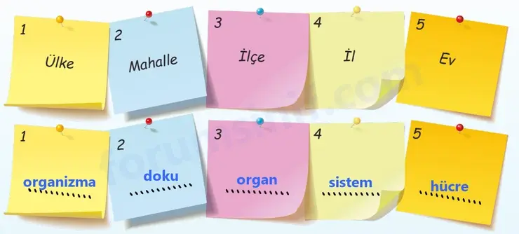 5. Sınıf Fen Bilimleri Sayfa 112 Cevapları 1. Kitap 5. Sınıf Fen Bilimleri Sayfa 112 Cevapları 1. Kitap