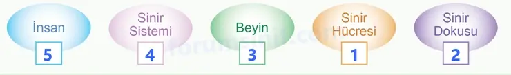 5. Sınıf Fen Bilimleri Sayfa 115 Cevapları 1. Kitap - 2 5. Sınıf Fen Bilimleri Sayfa 115 Cevapları 1. Kitap - 2
