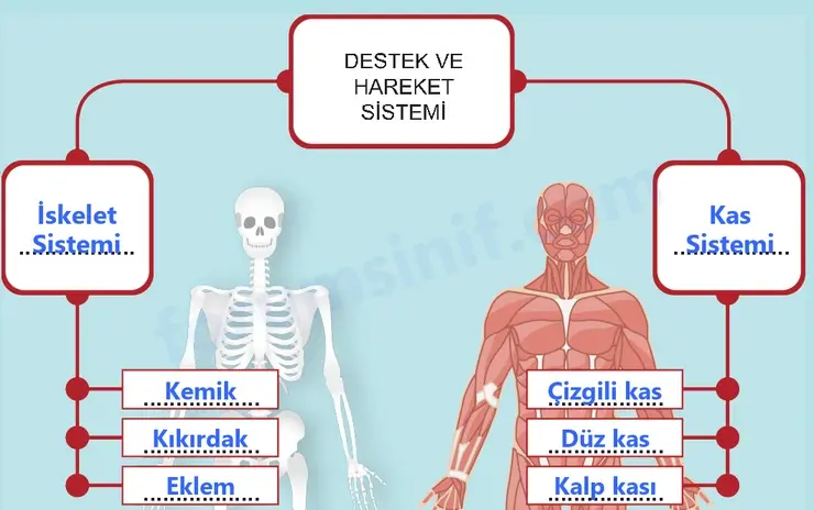 5. Sınıf Fen Bilimleri Sayfa 118 Cevapları 1. Kitap 5. Sınıf Fen Bilimleri Sayfa 118 Cevapları 1. Kitap