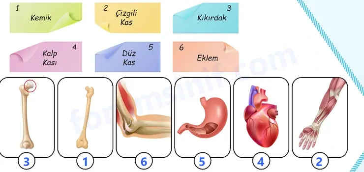 5. Sınıf Fen Bilimleri Sayfa 119 Cevapları 1. Kitap 5. Sınıf Fen Bilimleri Sayfa 119 Cevapları 1. Kitap