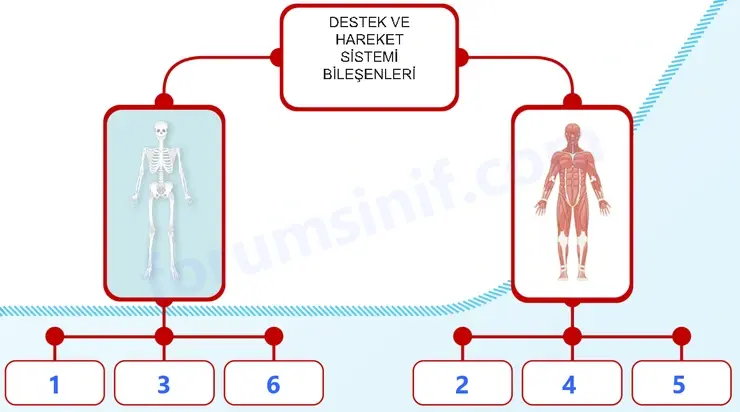 5. Sınıf Fen Bilimleri Sayfa 119 Cevapları 1. Kitap - 2 5. Sınıf Fen Bilimleri Sayfa 119 Cevapları 1. Kitap - 2