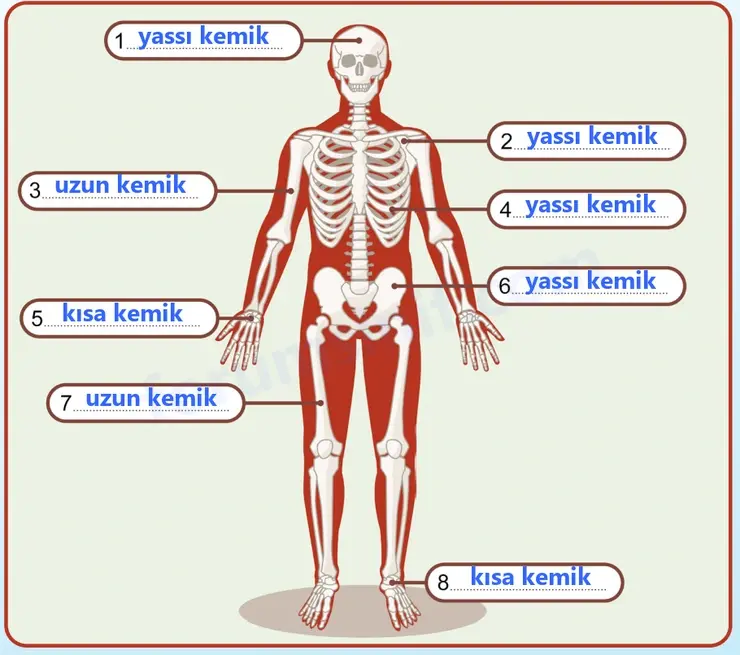 5. Sınıf Fen Bilimleri Sayfa 123 Cevapları 1. Kitap 5. Sınıf Fen Bilimleri Sayfa 123 Cevapları 1. Kitap