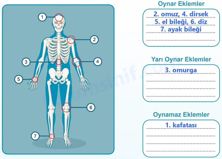 5. Sınıf Fen Bilimleri Sayfa 128 Cevapları 1. Kitap 5. Sınıf Fen Bilimleri Sayfa 128 Cevapları 1. Kitap