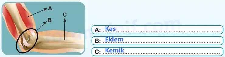 5. Sınıf Fen Bilimleri Sayfa 128 Cevapları 1. Kitap - 2 5. Sınıf Fen Bilimleri Sayfa 128 Cevapları 1. Kitap - 2
