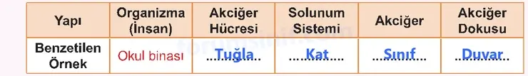5. Sınıf Fen Bilimleri Sayfa 137 Cevapları 1. Kitap 5. Sınıf Fen Bilimleri Sayfa 137 Cevapları 1. Kitap