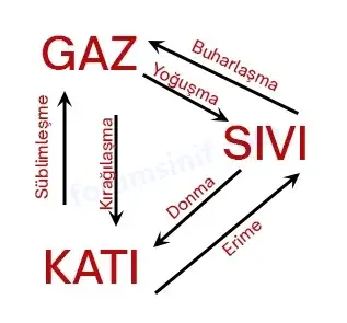 5. Sınıf Fen Bilimleri Ders Kitabı Sayfa 80 Cevapları MEB Yayınları