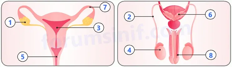 6. Sınıf Fen Bilimleri Ders Kitabı Sayfa 103 Cevapları 6. Sınıf Fen Bilimleri Ders Kitabı Sayfa 103 Cevapları