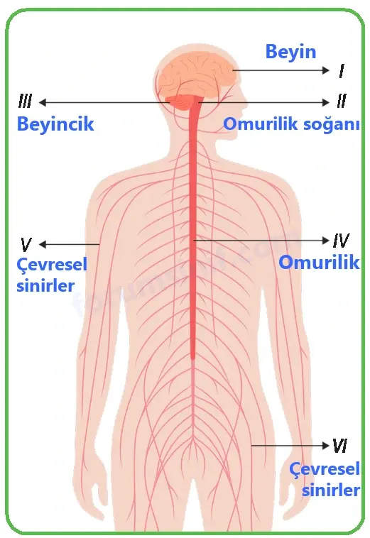 6. Sınıf Fen Bilimleri Ders Kitabı Sayfa 113 Cevapları