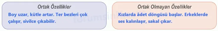 6. Sınıf Fen Bilimleri Ders Kitabı Sayfa 119 Cevapları